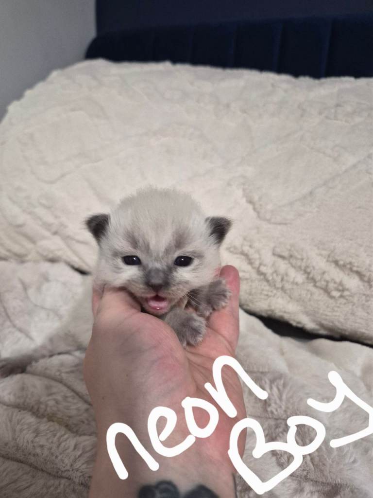 Beautiful male ragdoll kittens