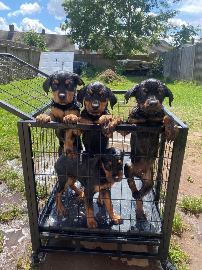 Rottweiler puppies still available 