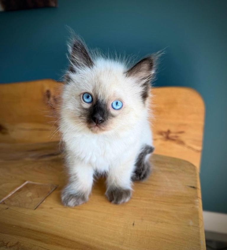 Ragdoll kitten seal point 