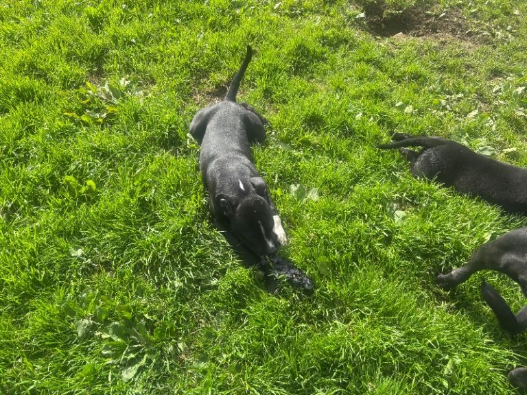 Kc reg Staffordshire bull terrier pups