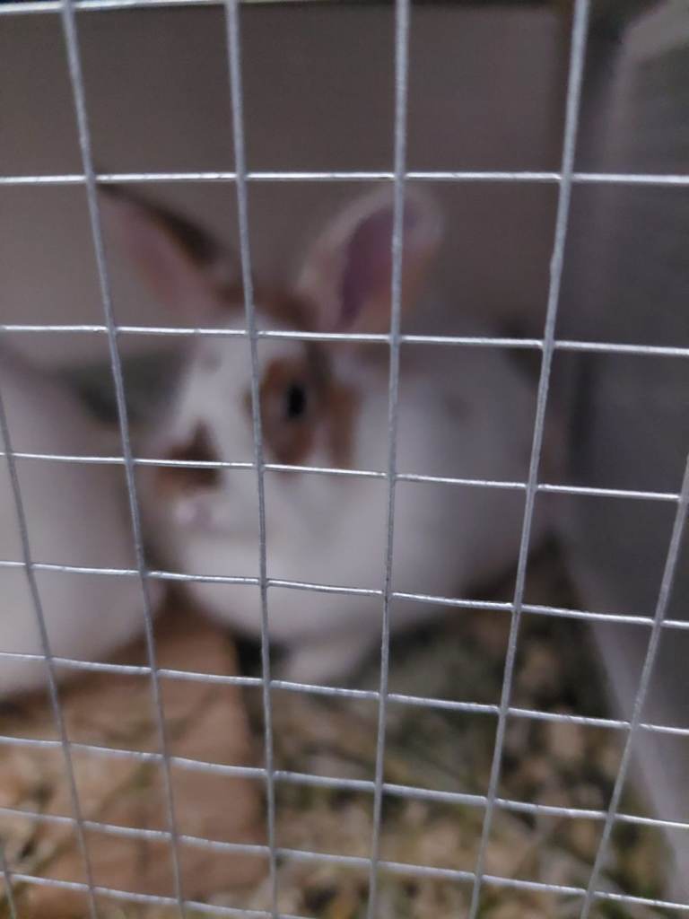 Rabbits