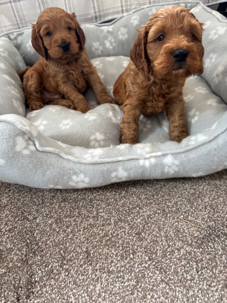 F1 fox red Cockapoo puppies