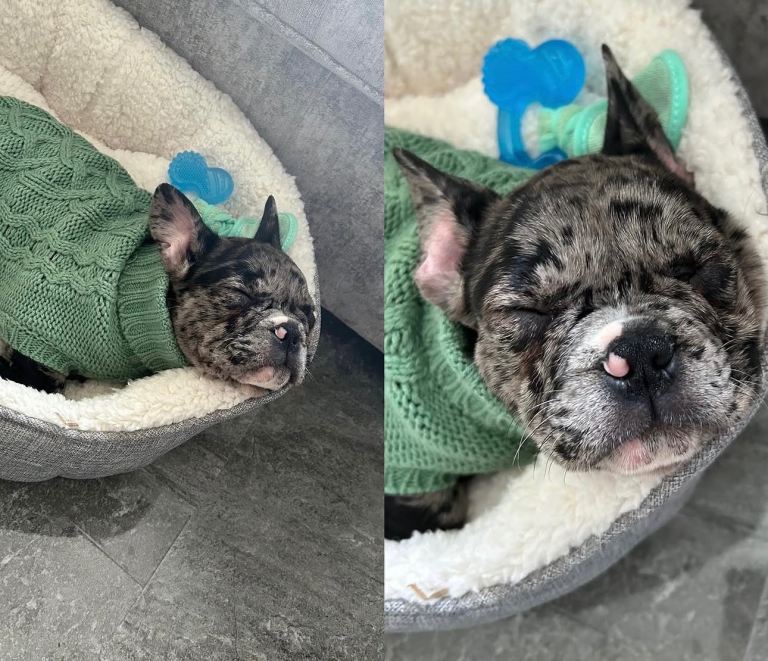 Frenchie dog 3 years old 