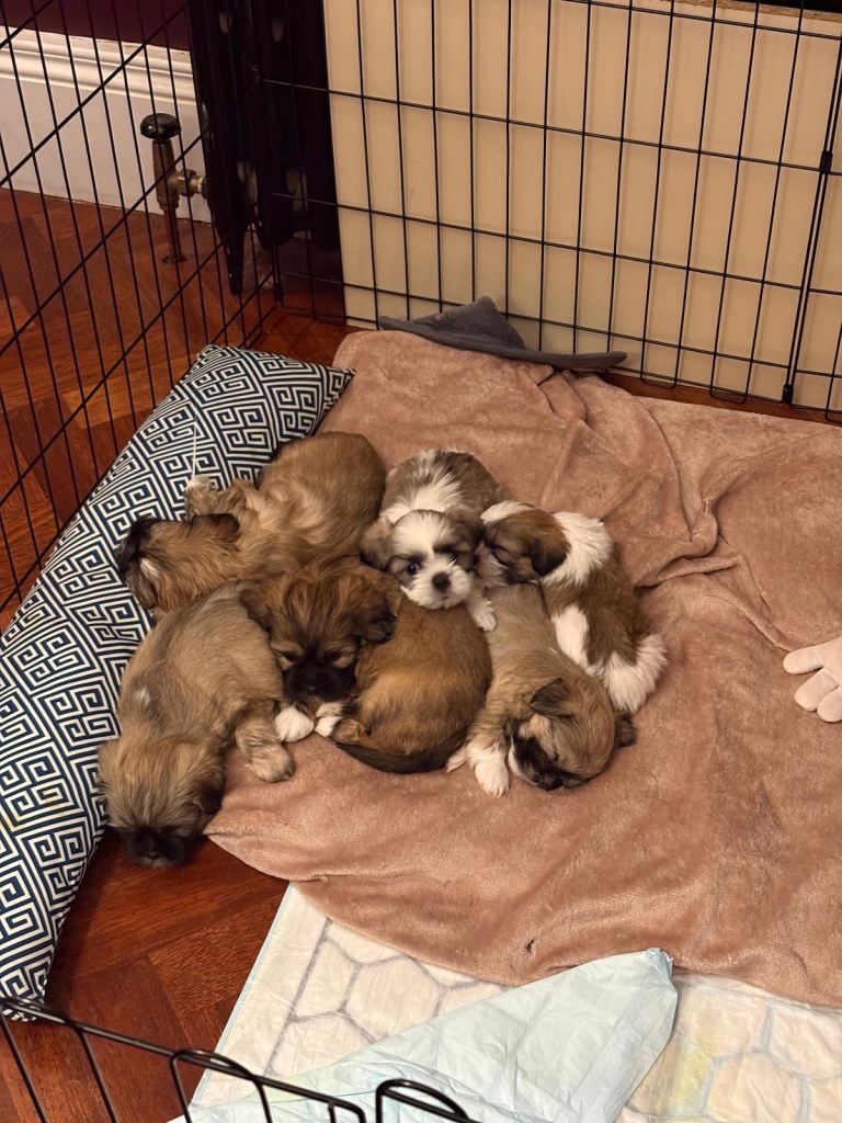 5x Pure bred lhasa apso pups