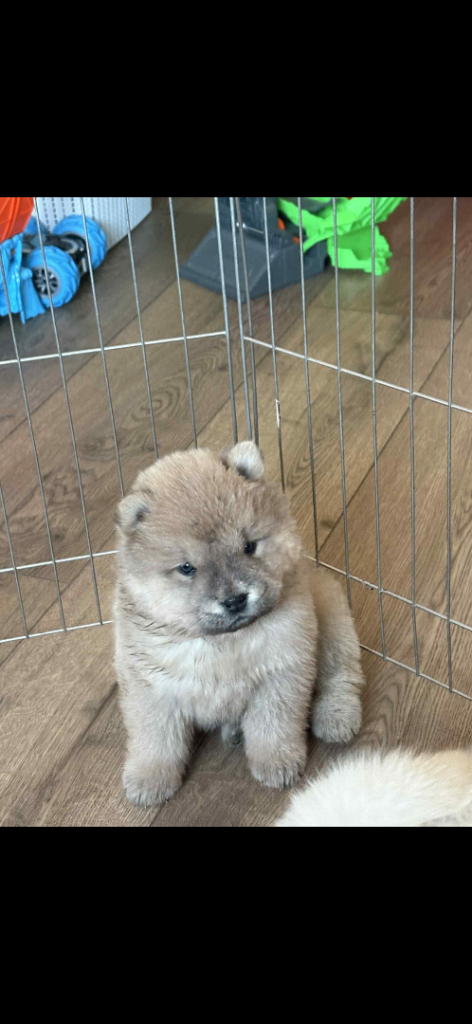 Girl Chow Chow