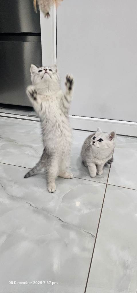 kittens 2 lovely girl available for new house 