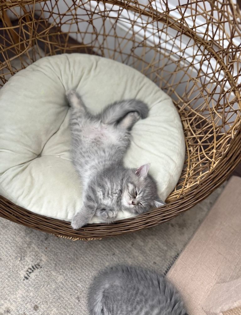 British shorthair kittens 