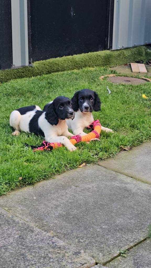 English Springer Spaniel KC Puppies
