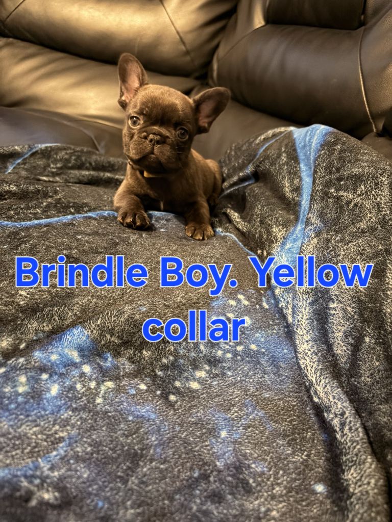 French bulldog puppies 