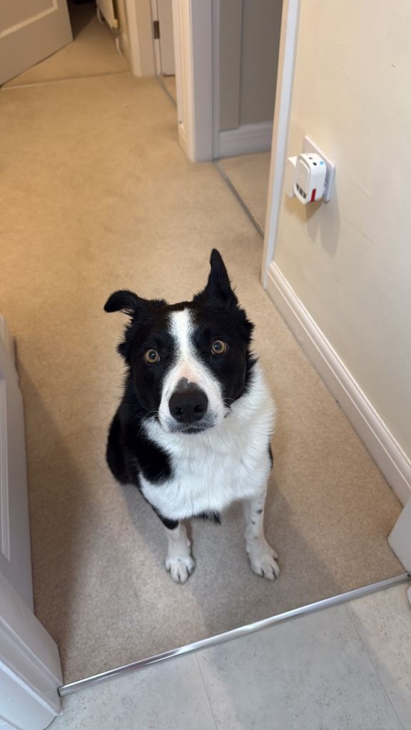 1.5 Year Old Border Collie 