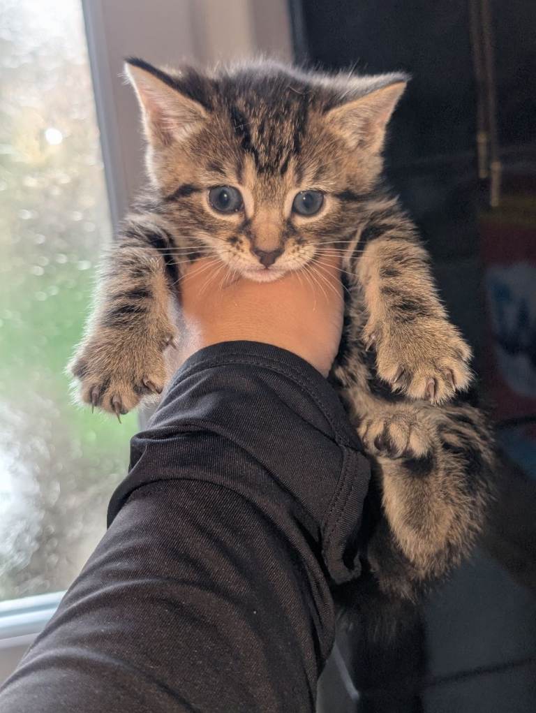 HALF BENGAL KITTENS 