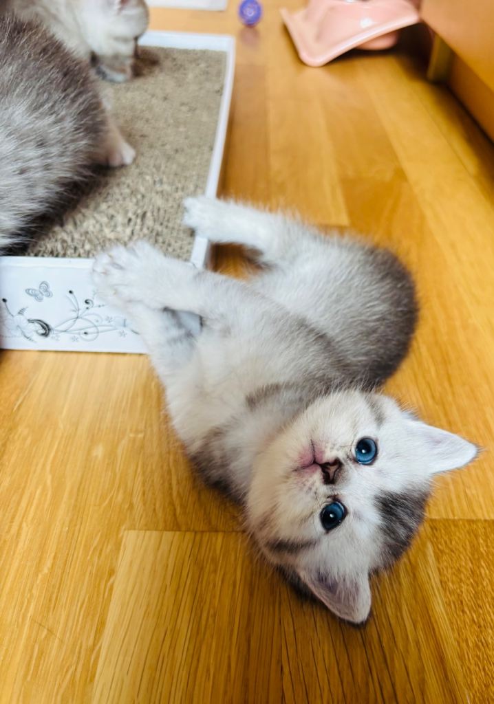 Adorable kitties 