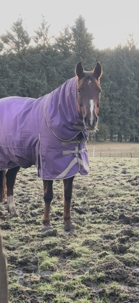 Horse manure (free) 