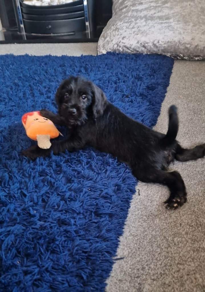 Ready Now Mini Schnauzer x Cocker Spaniel