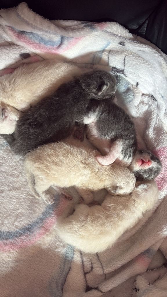 Kittens