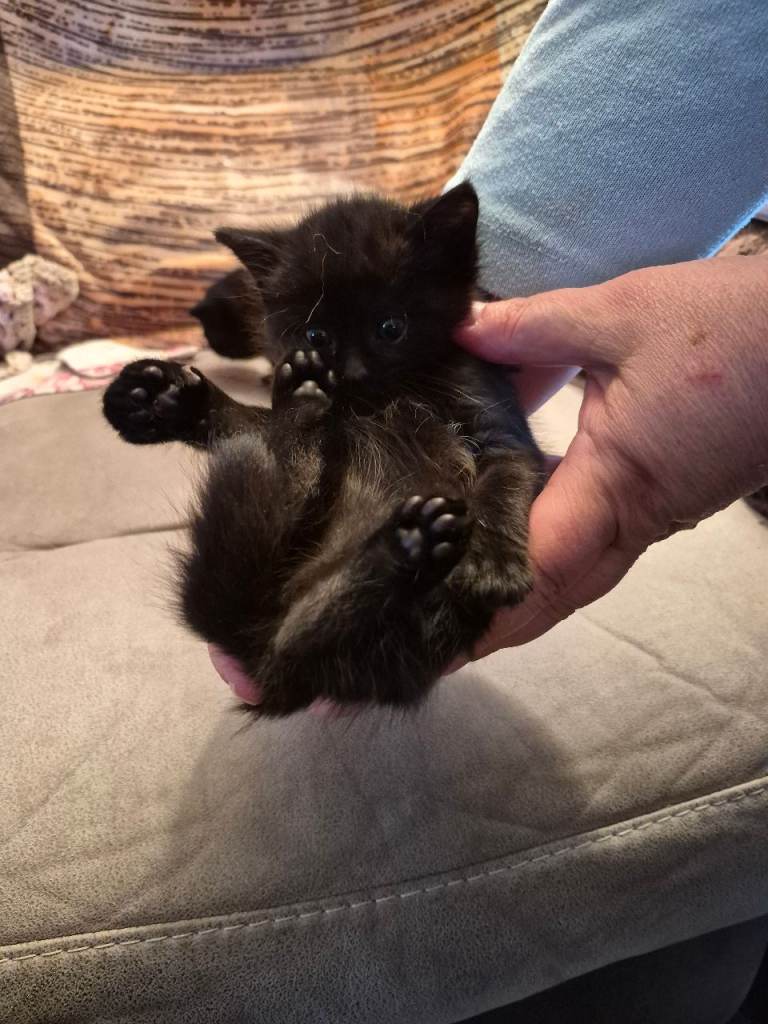 2 little black kittens