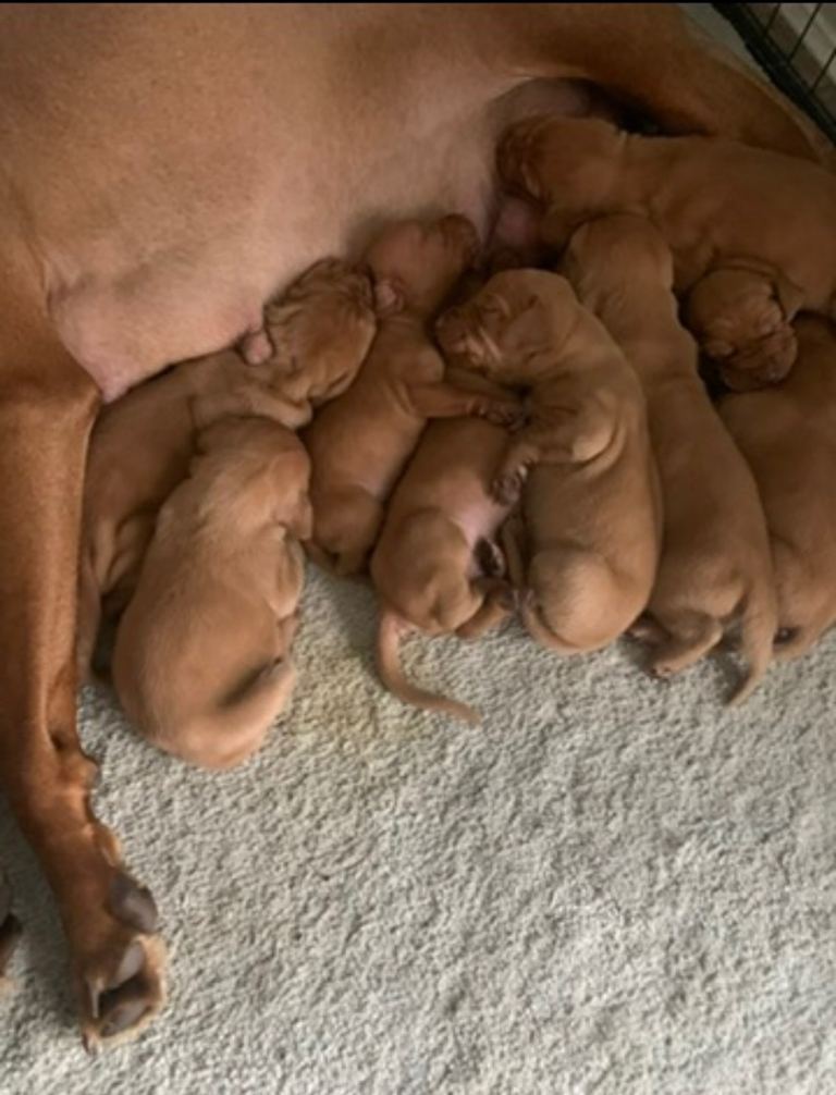 Outstanding KC reg Hungarian Vizsla pups