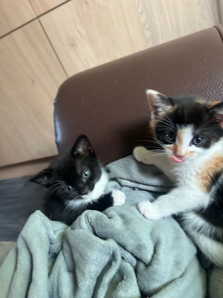 Kittens