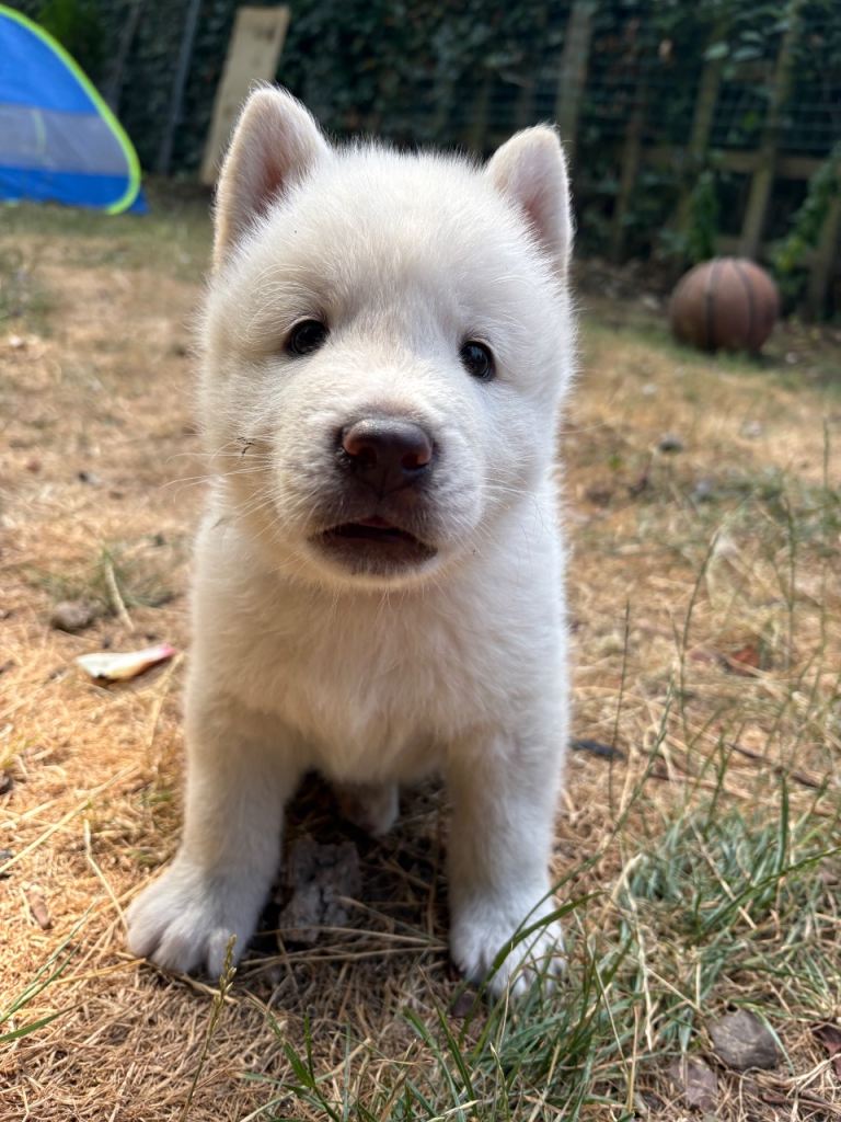 Japanese akita puppies