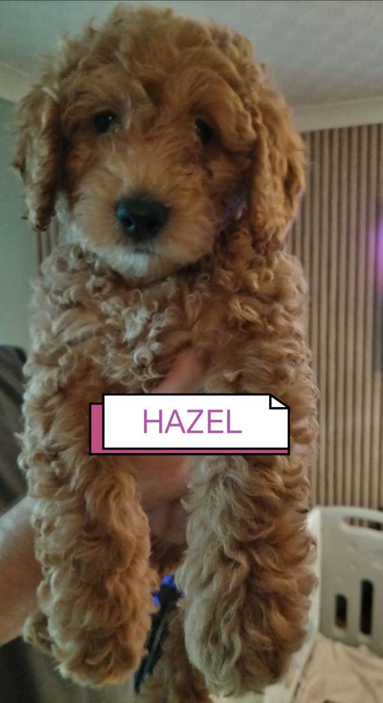 Hypoallergenic Maltipoo x Cockapoo Puppies 