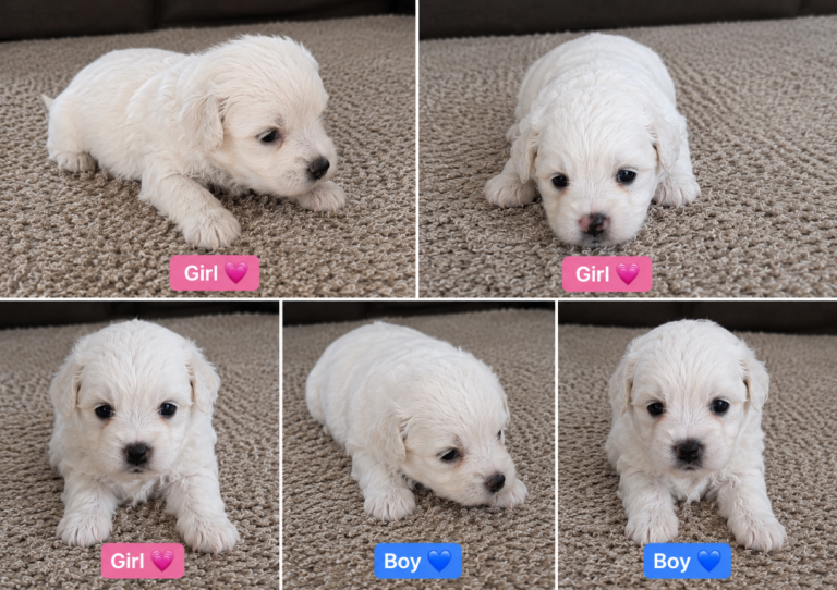 5 Bichon Frise Puppies 