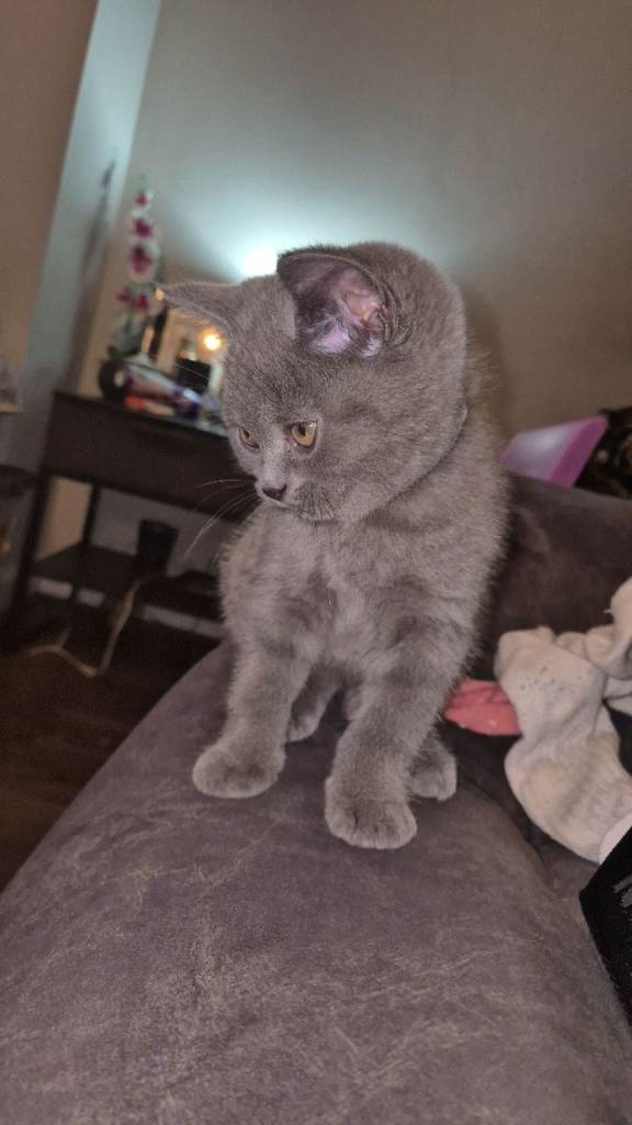 British shorthair kittens