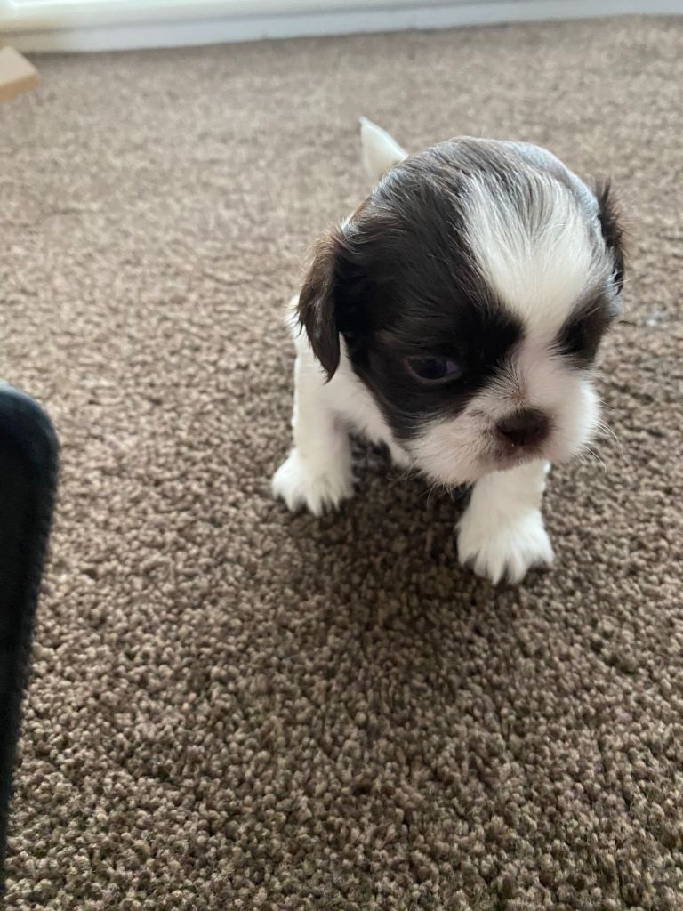 Shihtzu pups will not be rehomed until 8 weeks 