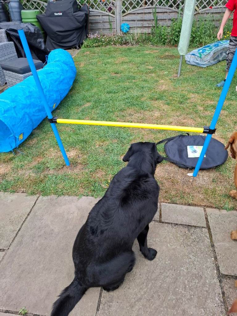 Dog agility equipment