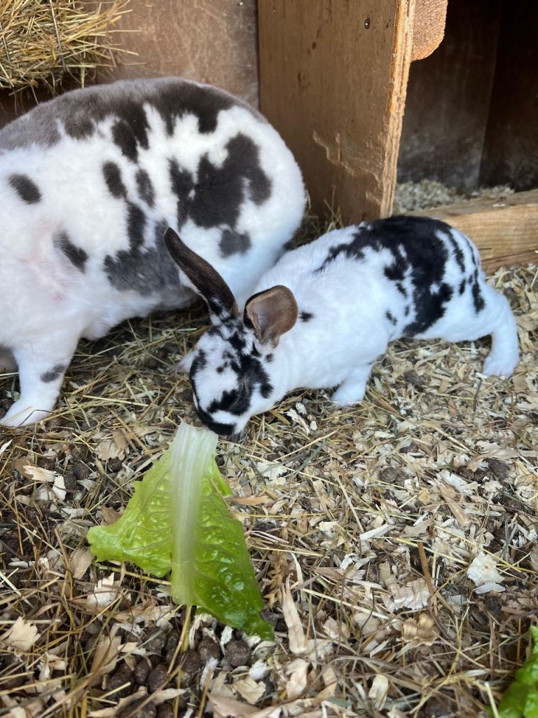 7 bunny’s ready for their new homes