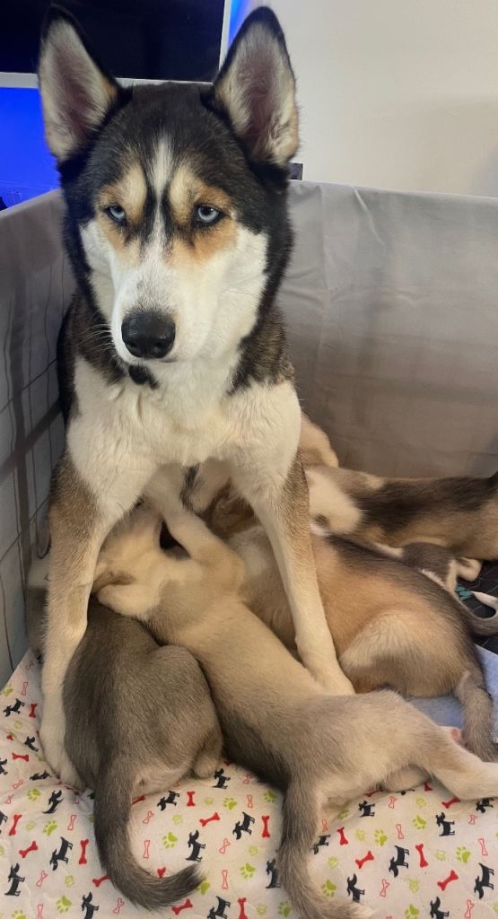 Siberian Husky Puppies Pure Bred Blue Eyed