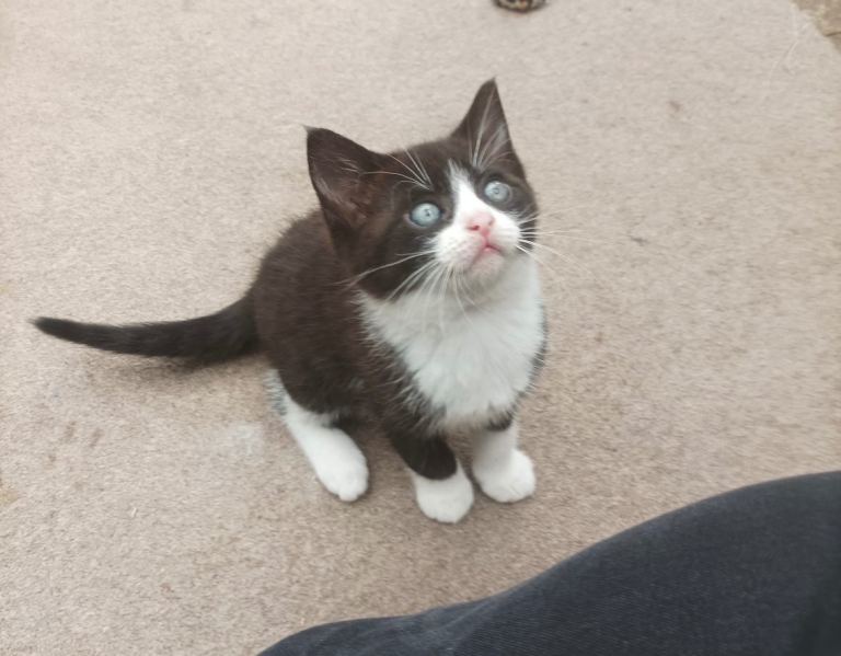 wonderful playful kitten full of joy