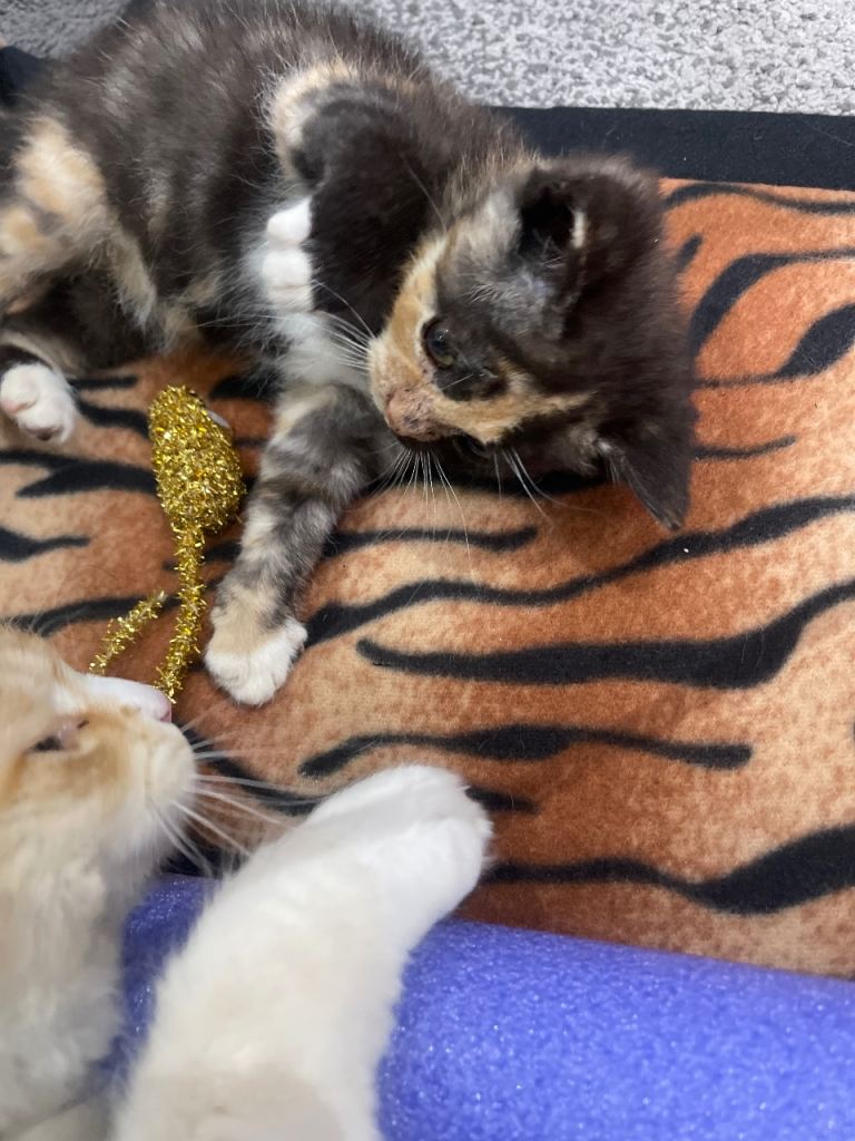 Kitten 
