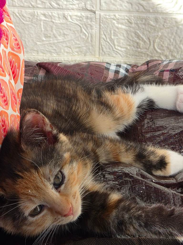 Two kittens for sale