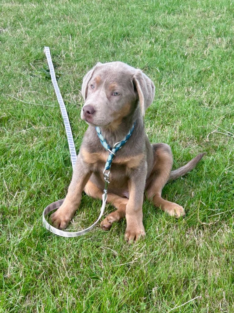 Beautiful Labrador puppies
