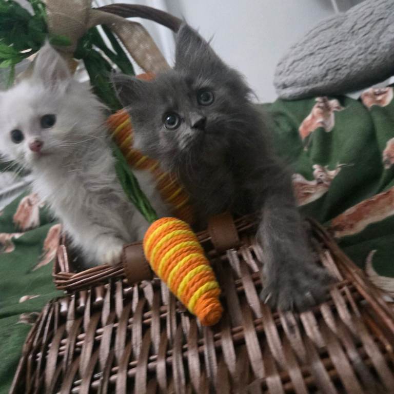 Champion russian Maine coon kittens