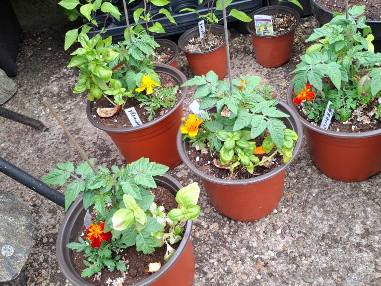 Patio cherry plant (Veranda)