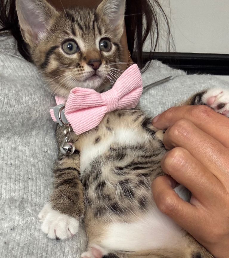 5 beautiful Tabby Kittens