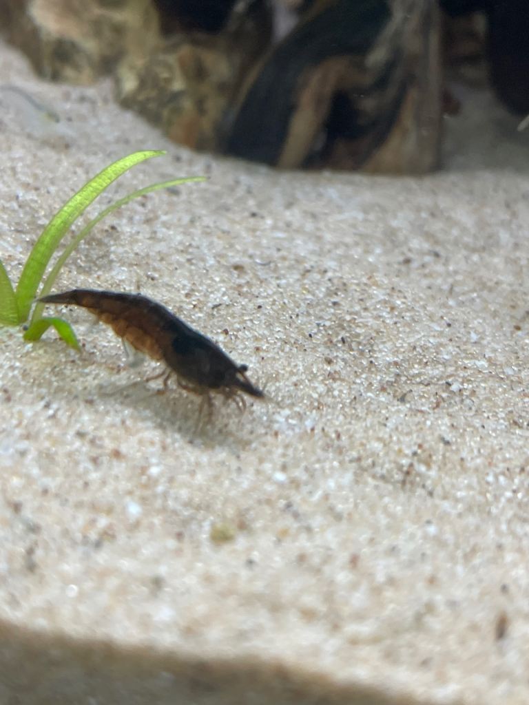 home bred neocaridina shrimp – snowball white, black rose/chocolate & mixed wild type – alva