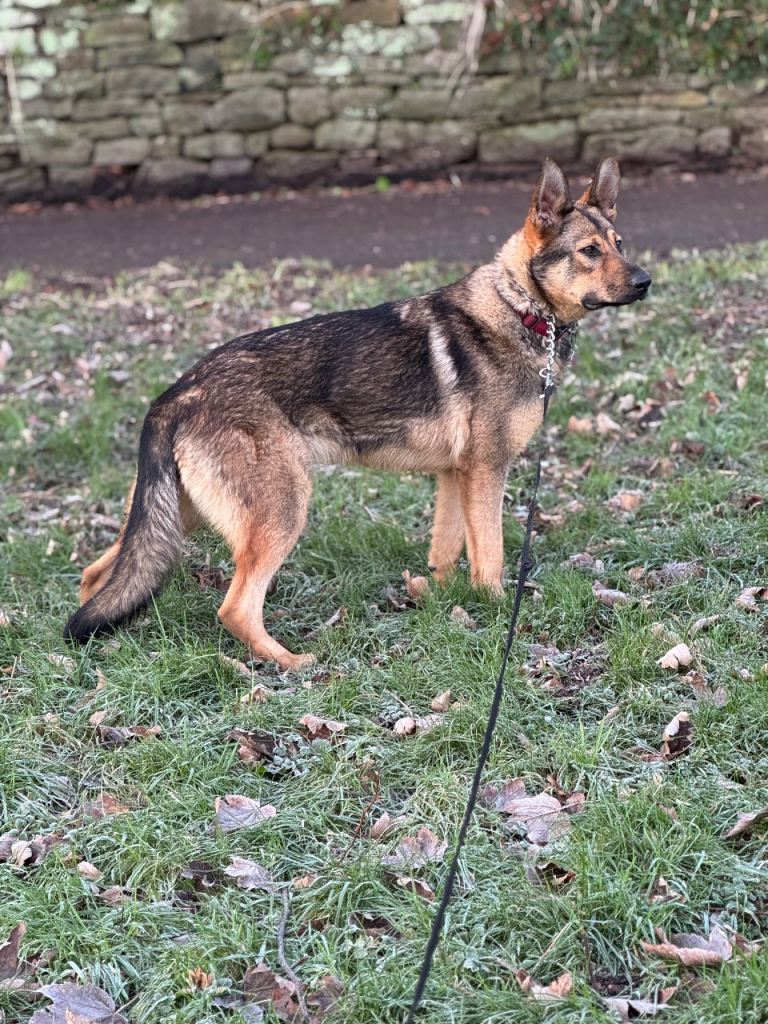 German shepherd female 