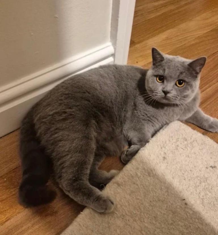 Female britsh short hair 