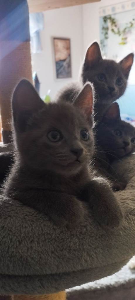 Russian blue kittens 