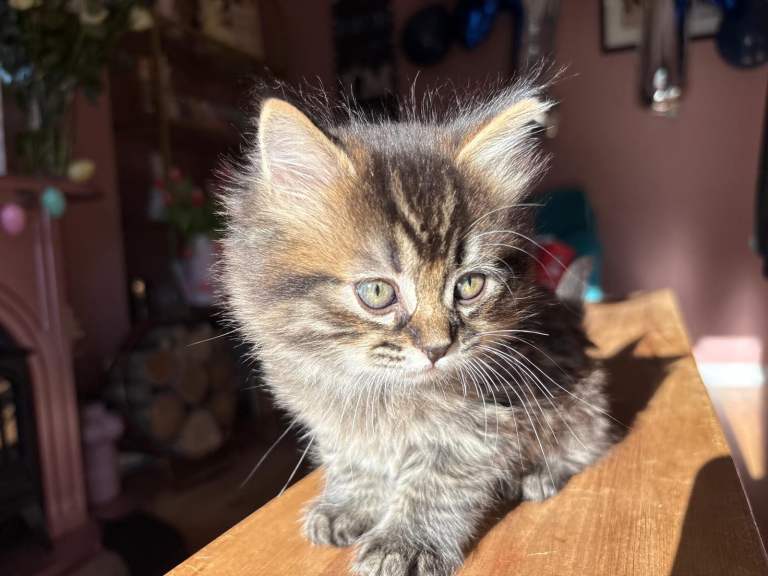 BSH x Siberian Hypoallergenic Kittens 