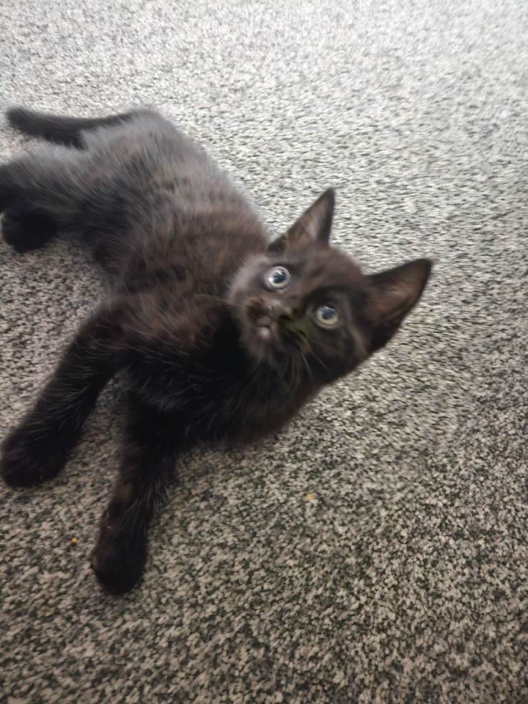 1 black male kitten left