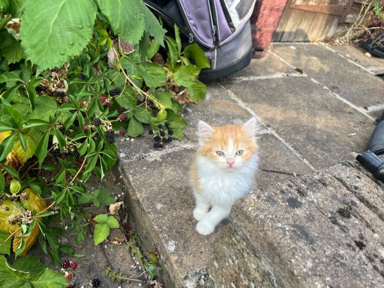Adorable Kittens Looking for Loving Homes! 🐱❤️