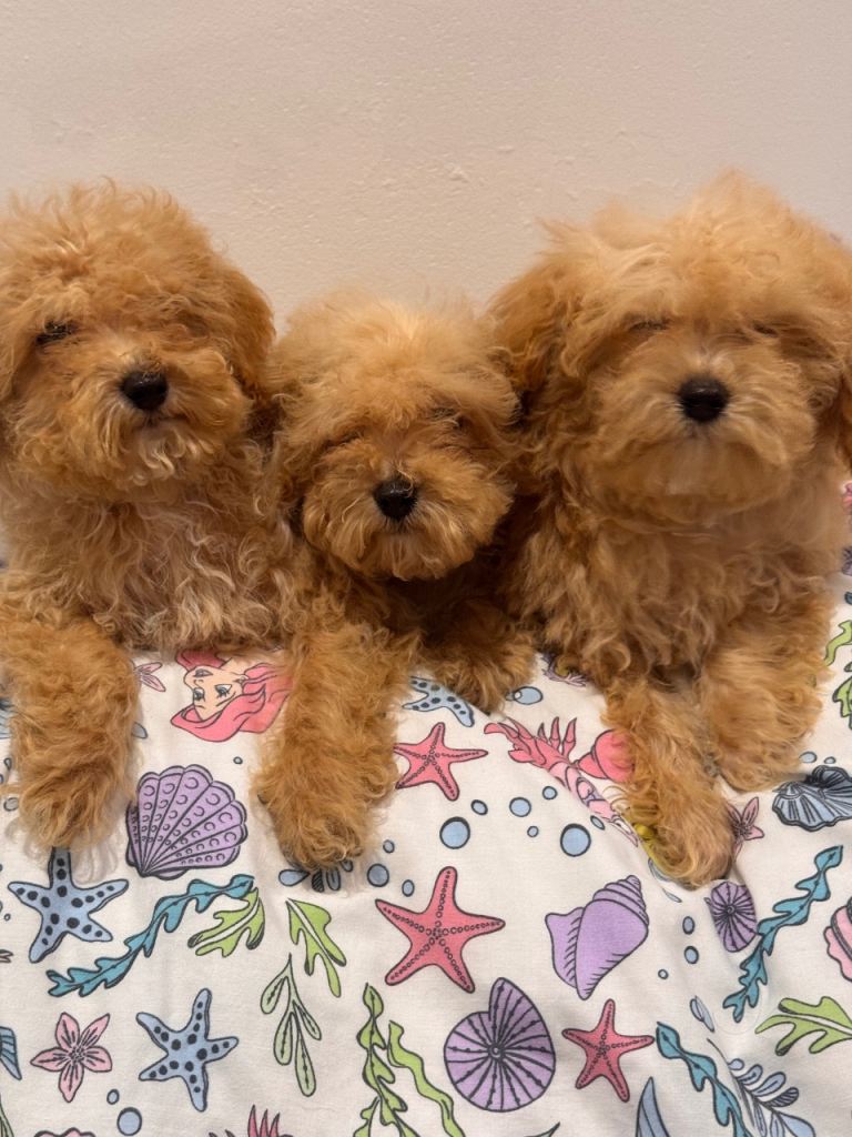 Health Tested Poochon puppies