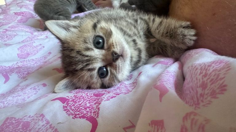 British Shorthair Champion line chunky Kittens
