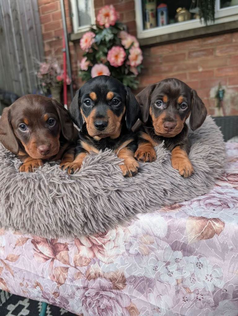 Mini dachshund puppies