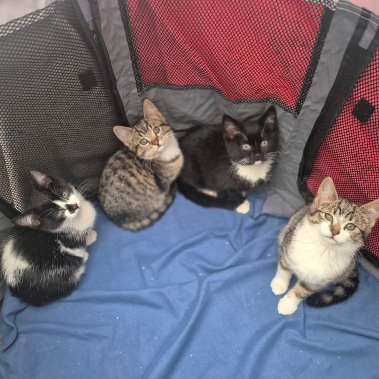 4 kittens for sale 