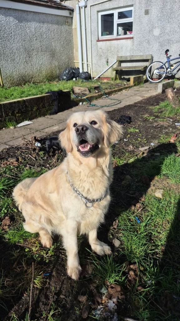 KC golden for rehoming 