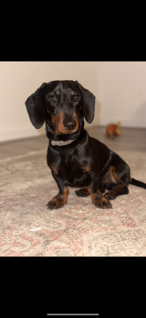 dachshund 